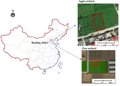 Monitoring canopy SPAD based on UAV and multispectral imaging over fruit tree growth stages and species